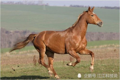 马马 的终身寿数,6月22该何去何从 也许这就是 命