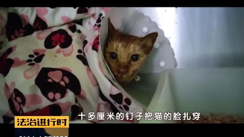 北京突发 多只流浪猫遭钢钉枪射击,谁人如此 冷血