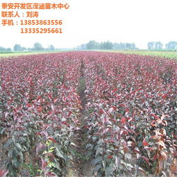 红叶海棠的养殖方法？