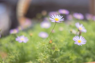 流年 繁花殒