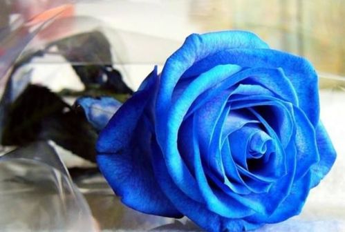 蓝色妖姬是玫瑰吗,人们通常用来送花的“蓝色妖姬”其实是什么花？