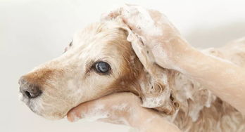 宠物狗一天洗一次澡可以吗（为什么土狗不洗澡也很干净）