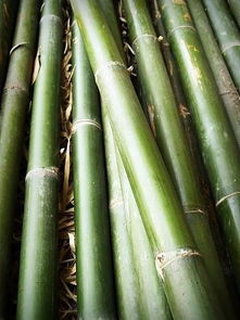 竹子生长速度 竹子三年不长一夜千尺