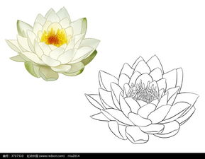 白莲花手绘 搜狗图片搜索