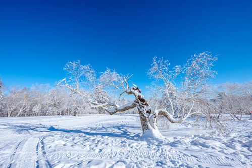 穿林海 跨雪原去看北国绝美风景,名字土掉渣儿却是龙江第一高峰