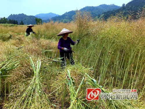 湖南怀化通道通道县播阳农场