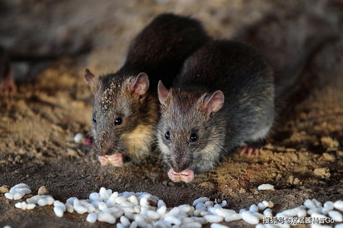 田鼠也不冬眠,但是在秋天,它们会在洞里储存大量的粮食,供冬天食用