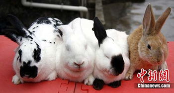 南宁动物园春节将举办世界顶级名兔展 