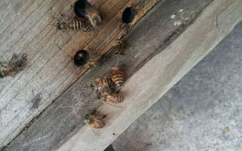 中毒的蜂群,为啥蜂王从来不会死亡 工蜂的做法令人佩服