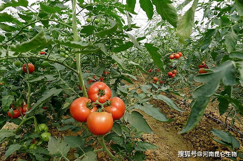 番茄膨大素什么时候可以打 施肥用什么肥料 喷什么叶面肥结果多