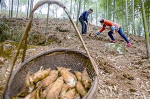 笋农线上直销 市民动动手指在家就能吃到新鲜笋 