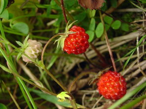 草莓是一年一种吗,草莓一次种植可以连续生长几年？