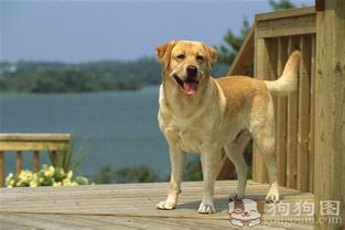 为什么拉布拉多犬的狗毛小时候是白的,长大后是黄色的 