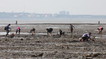 胶州湾,金银滩,环湾海鲜样样全 靠海吃海青岛人赶海大丰收馋人