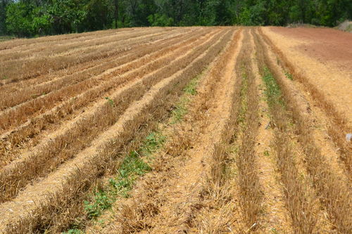 麦秸粉碎还田不翻地,对种植玉米有什么影响 我们需要多注意