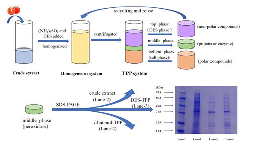 研究发现一种分离纯化番茄过氧化酶的绿色方法 