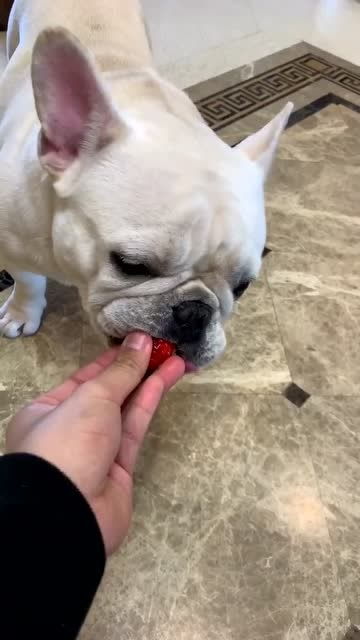 大草莓吃起来 法国斗牛犬 