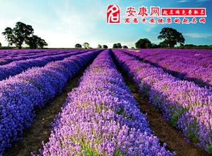 梦见紫色花