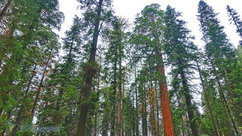 加州红杉树国家公园参见全世界最大的树 
