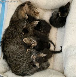 女子捡回5只流浪小猫,家中老猫主动去照顾,却打开了它多年心结