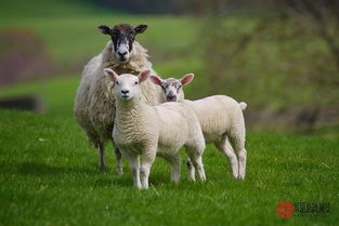 属羊的不能和属什么的结婚(属羊和属羊的能结婚吗)