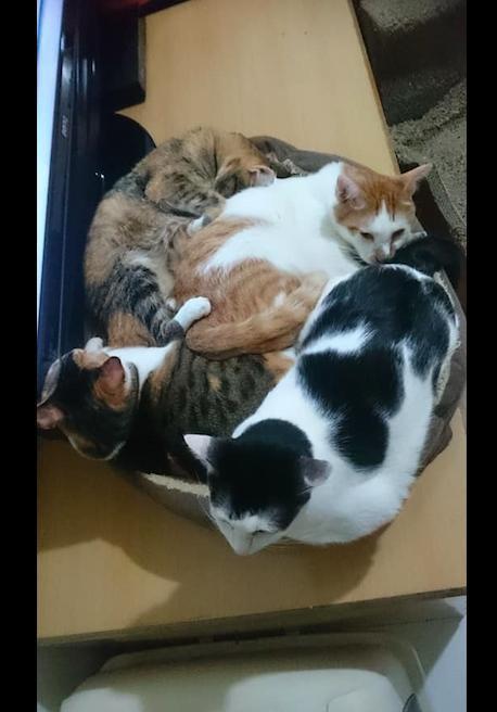 网友买的猫窝小了, 4只猫却全挤在里面睡觉, 果然猫是液体做的