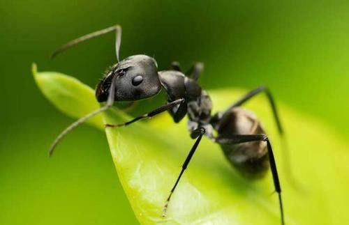 蚂蚁有什么优点和缺点 