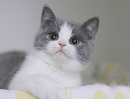 折耳蓝白猫容易生病么？