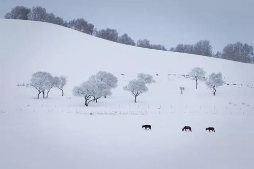 做一匹冬天的野马,在呼伦贝尔的雪原上纵驰人生