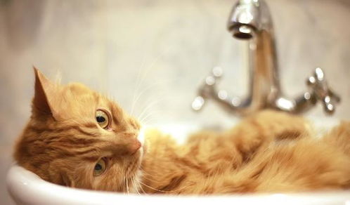 冬季可以不给猫咪洗澡,非要洗,那你得注意一些事项 