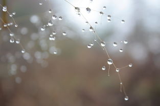 因雨生 伴雨终