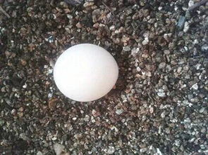 海龟蛋要怎么孵化