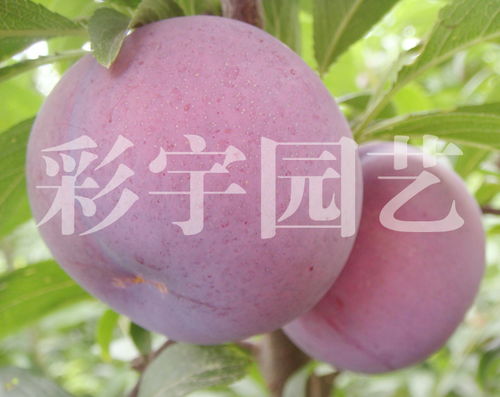 杂交杏李“风味玫瑰”高产栽培技术,李蜜杏品种大全