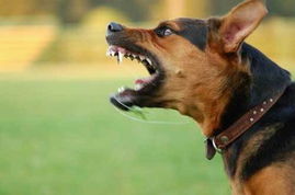 科学家研究发现 狗是否好斗凶狠跟主人有关 