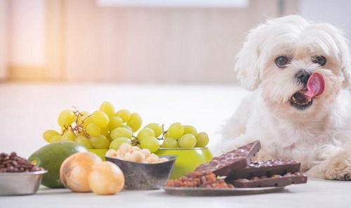 狗狗多吃水果有好处 这可不包括葡萄,葡萄可是狗狗的催命符
