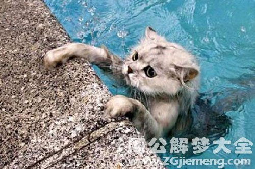 梦见猫掉水里了是什么意思 梦到猫掉水里了好不好 大鱼解梦网 