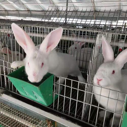 新西兰兔多少钱杂交野兔是比利时兔吗,现在市场上野兔多少钱一斤