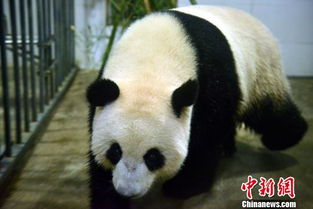 在马来西亚出生的大熊猫暖暖回家 壮大海归大熊猫明星种群