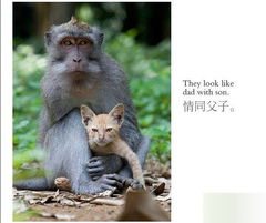猴子爱上猫 美好爱情变邪恶结局 