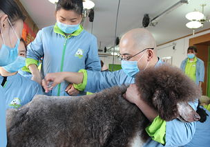 男生学习宠物美容奇怪吗