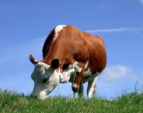 牛肺疫的症状及防控,我养的牛不肯吃草，连精饲料都不肯吃，怎么办
