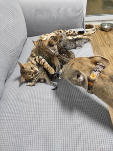 宠物豹猫,到底能养不能在家养 