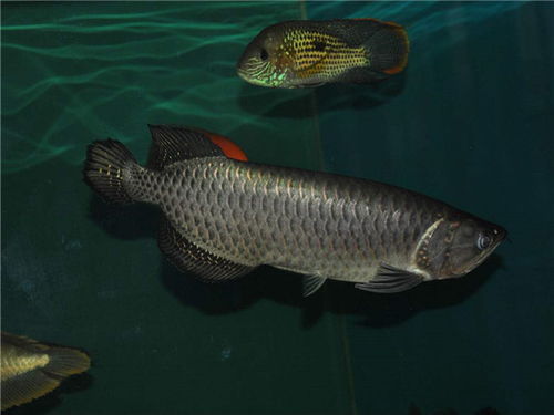 黑龙鱼多少钱一条 黑龙鱼和银龙鱼区别 黑龙鱼怎么培育的 