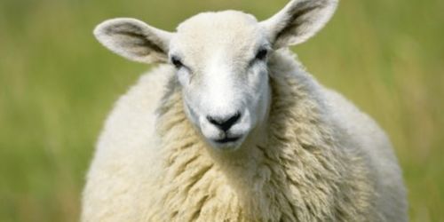 79年出生属羊人2019年运势（79年属羊2019年运势及运程每月运程）