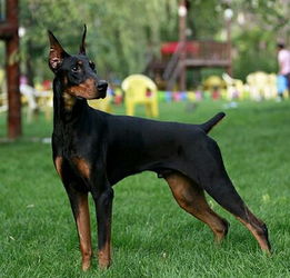 图 黄冈哪里有出售杜宾犬幼犬的 纯种杜宾犬幼犬多少钱一只 黄冈宠物狗 黄冈列表网 