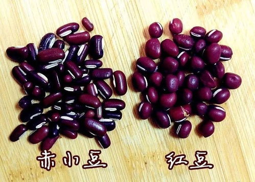 赤小豆和红豆的区别(红豆与赤小豆有什么区别)