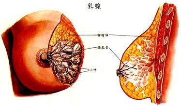 乳腺结节能生二胎,会导致恶变吗 