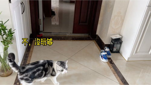 家里的社牛猫去对门家窜门,自然的像回自己家 