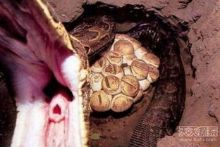 为捕蛇 男子将身体伸入蛇洞 下幕让人看呆