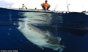 印尼鲸鲨偷吃网中小鱼 渔民与其做伴不驱赶 